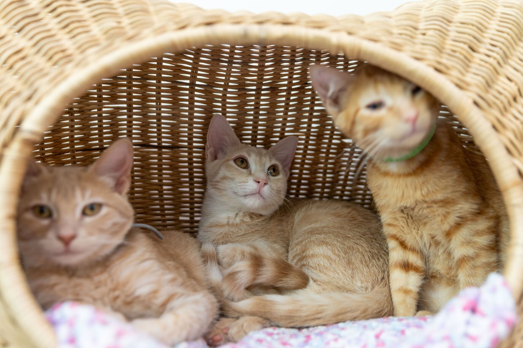 Felius Cat Cafe